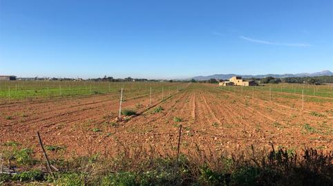 Flat for sale in Diseminado 8727- Sa Casa Blanca, 1, Sa Casa Blanca, Illes Balears - image 4 Photo 4 of Flat for sale in Diseminado 8727- Sa Casa Blanca, 1, Sa Casa Blanca, Illes Balears