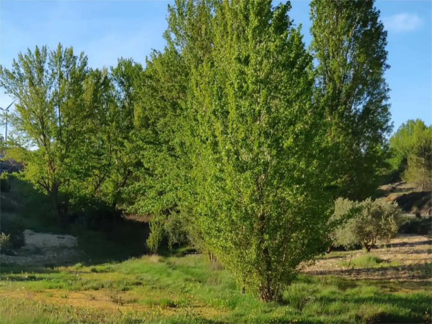 Finca rústica en venta en Higueruela