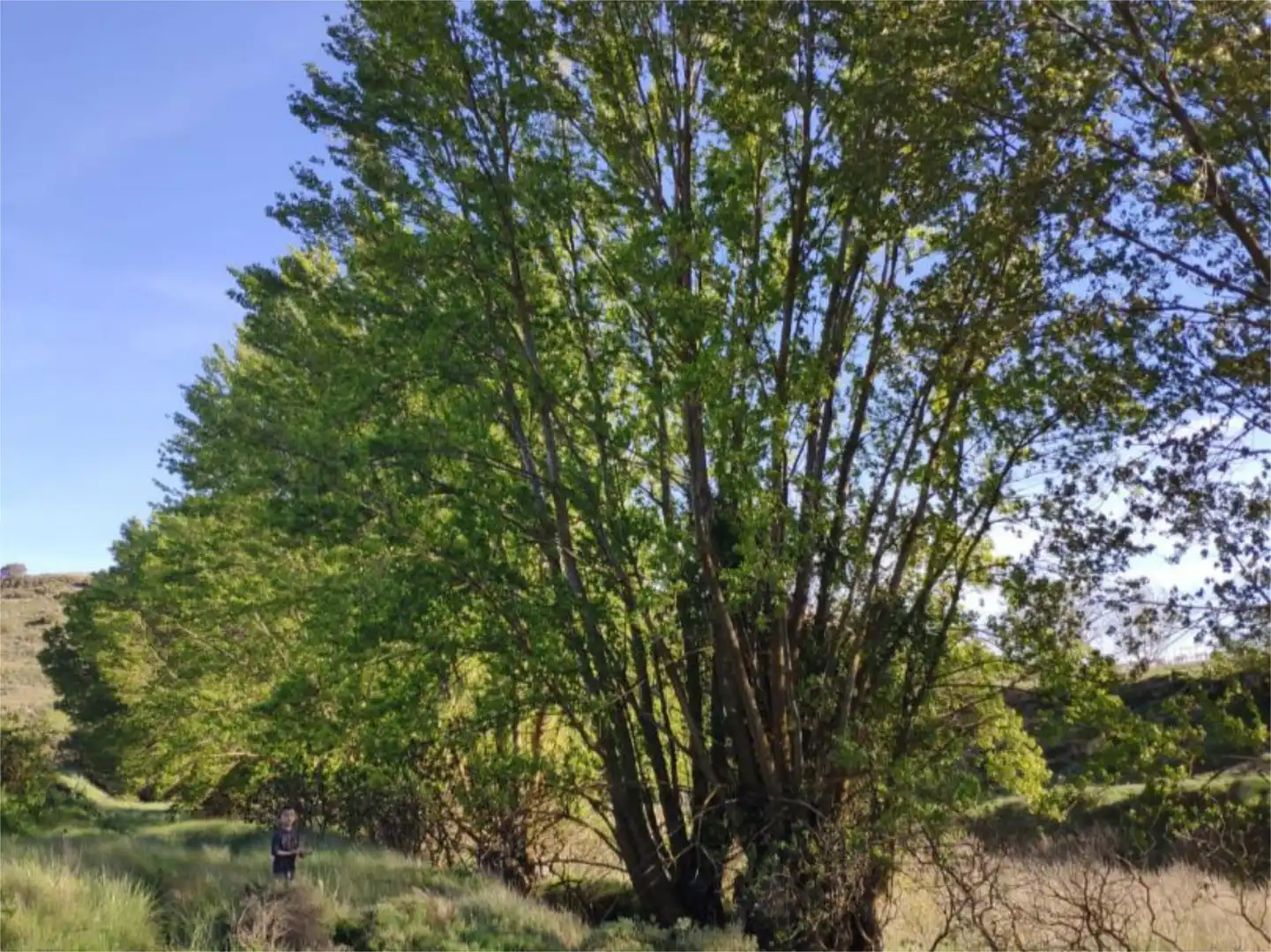 Finca rústica en venta en Higueruela