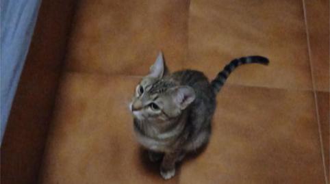 Foto 4 de Finca rústica en venda a Rociana del Condado, 23, Niebla, Huelva