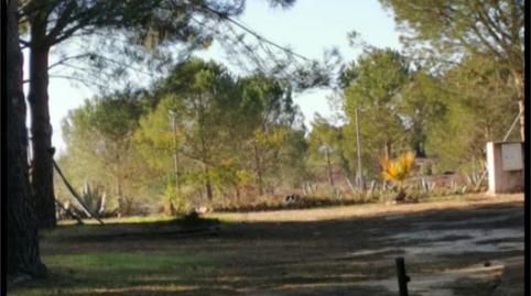 Foto 5 de Finca rústica en venda a Rociana del Condado, 23, Niebla, Huelva