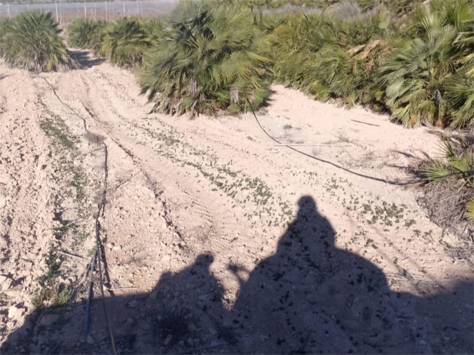 Vista exterior de Finca rústica en venda en San Vicente del Raspeig / Sant Vicent del Raspeig