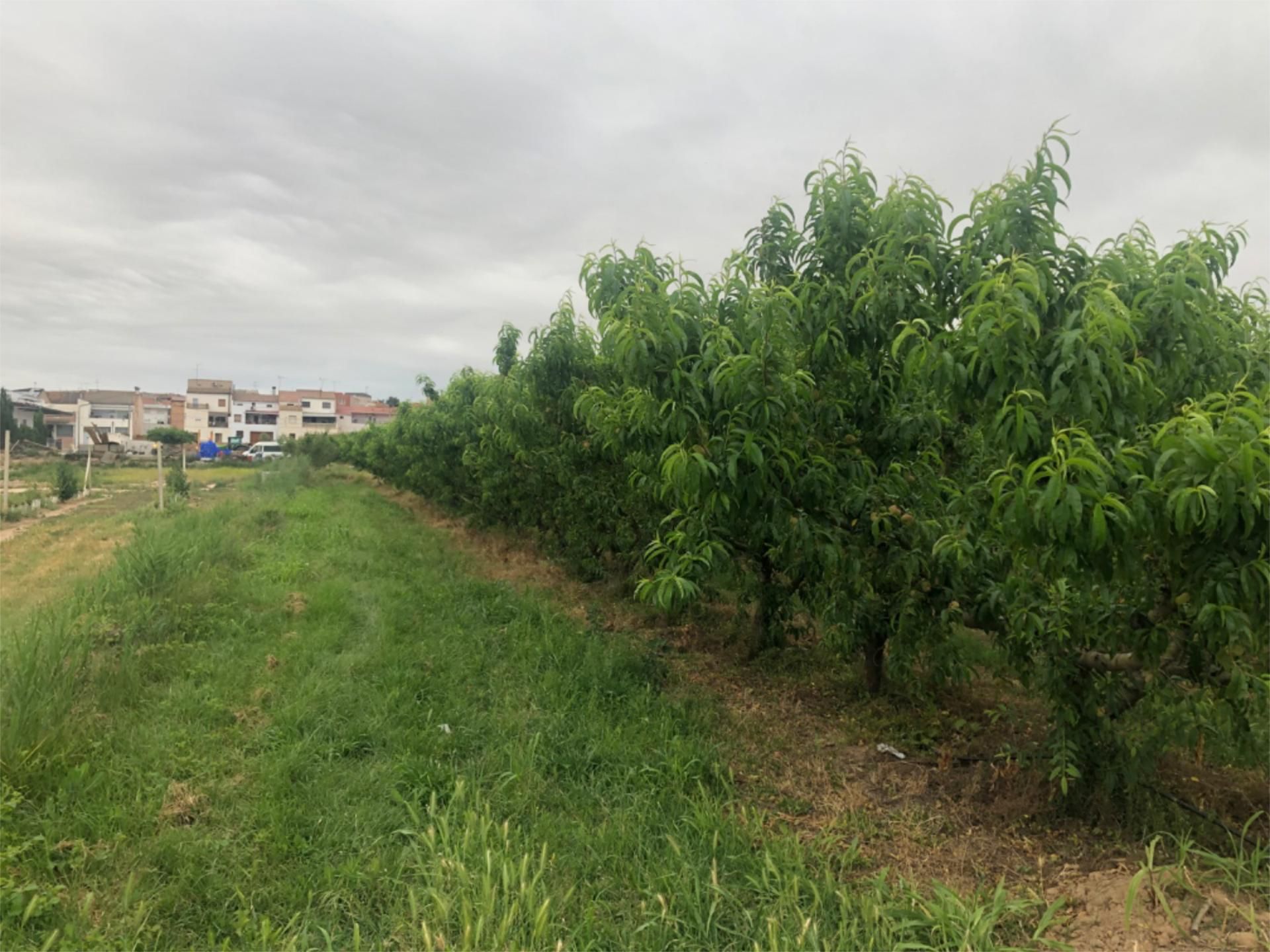 Land for sale in Soses