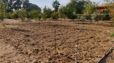 Country house for sale in Diseminado Diseminados 2, 722, Carmona, Sevilla - image 5 Photo 5 of Country house for sale in Diseminado Diseminados 2, 722, Carmona, Sevilla