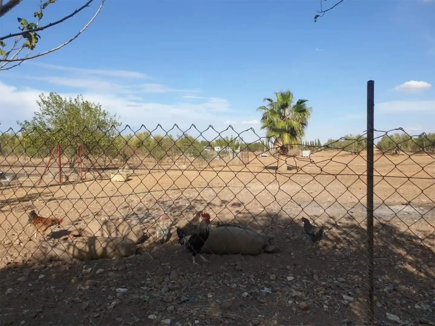 Finca rústica en venta en Diseminado Diseminados 2, 722, Carmona Vista exterior de Finca rústica en venta en Carmona con Terraza y Balcón
