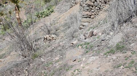 Country house for sale in Lugar Lomito Taidia, 17, San Bartolomé Interior, Las Palmas - image 3 Photo 3 of Country house for sale in Lugar Lomito Taidia, 17, San Bartolomé Interior, Las Palmas