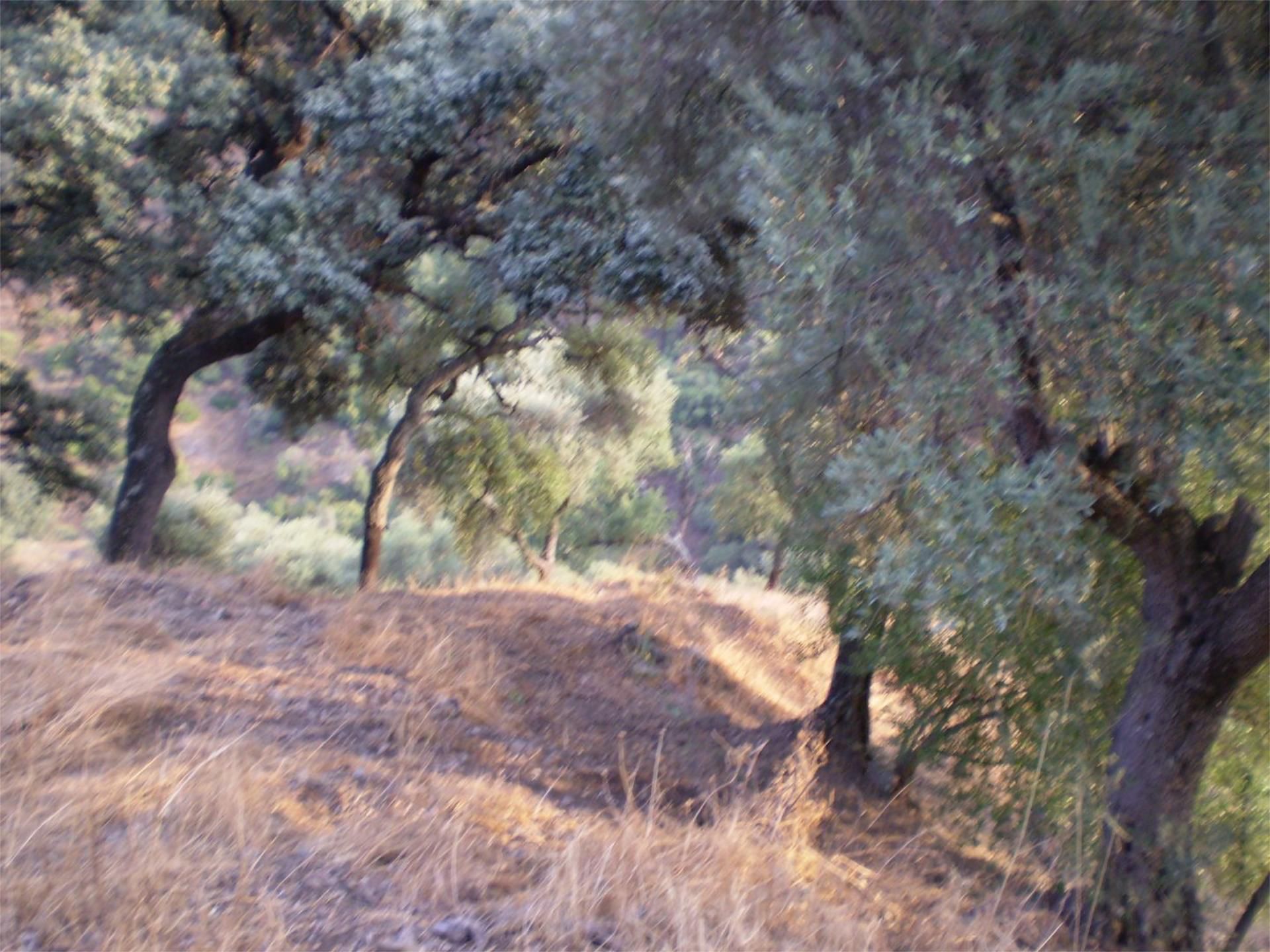Exterior view of Non-constructible Land for sale in Genalguacil