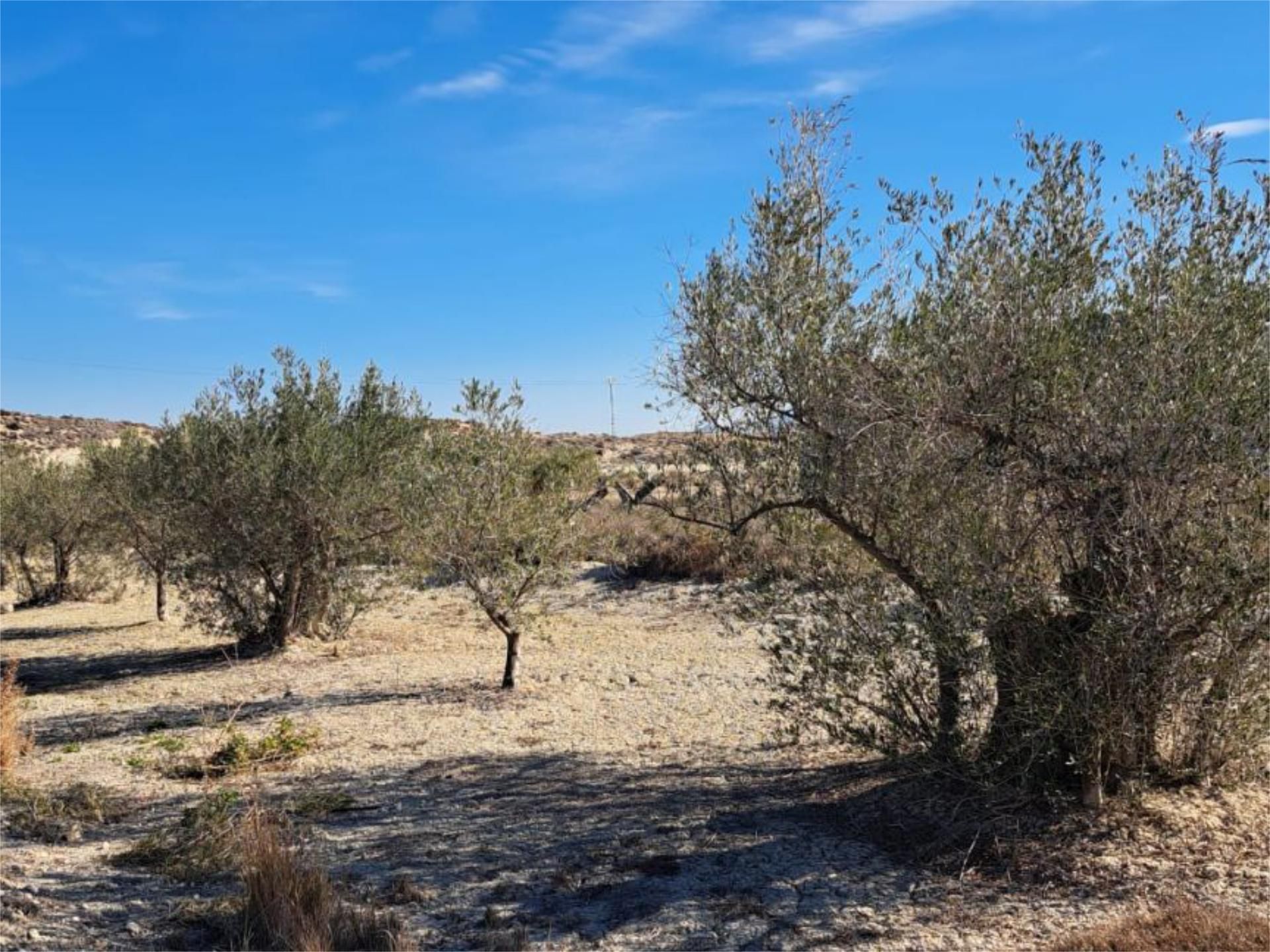 Garage for sale in Abanilla