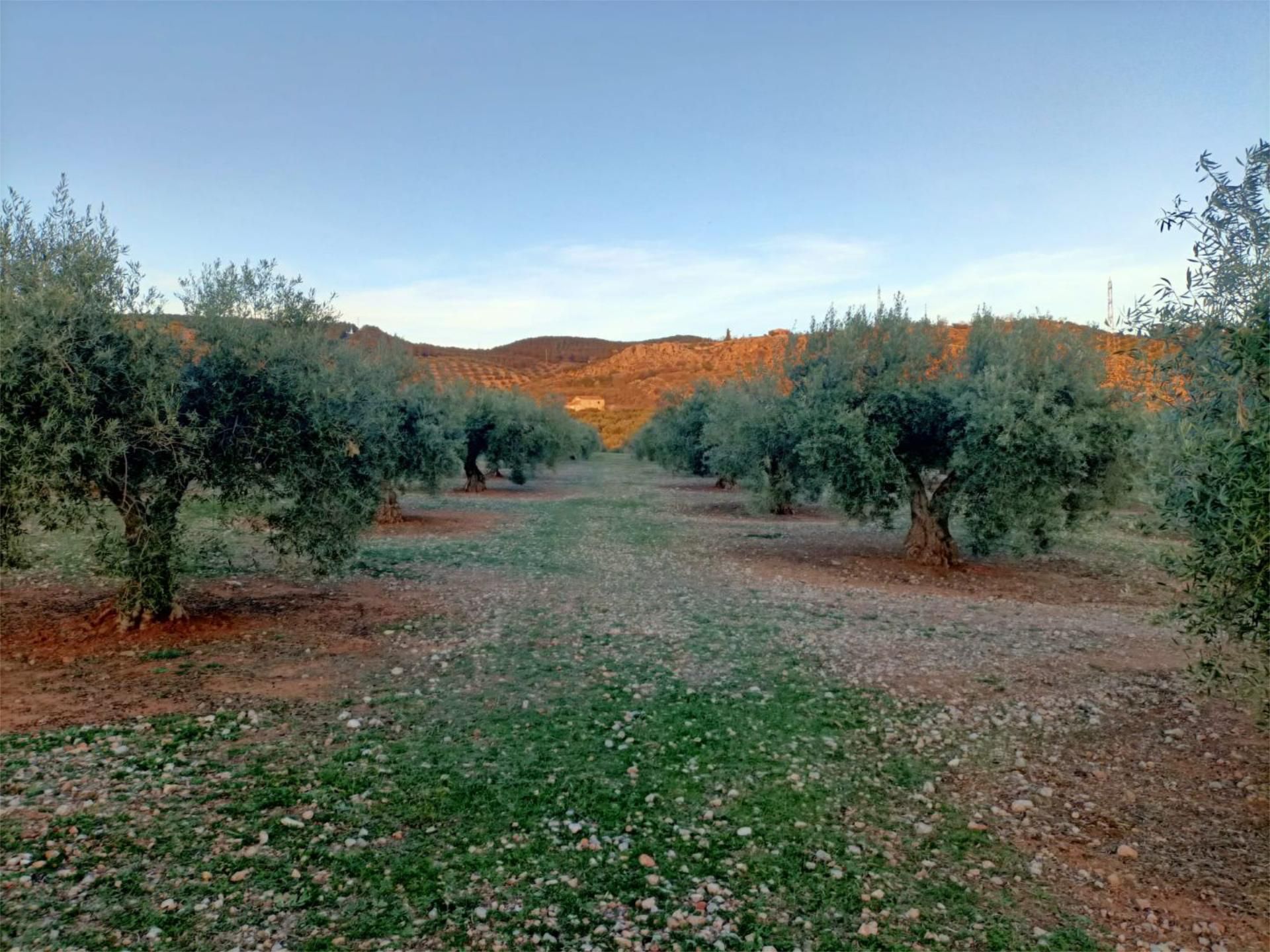 Garden of Non-constructible Land for sale in Atarfe