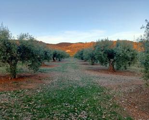 Garden of Non-constructible Land for sale in Atarfe