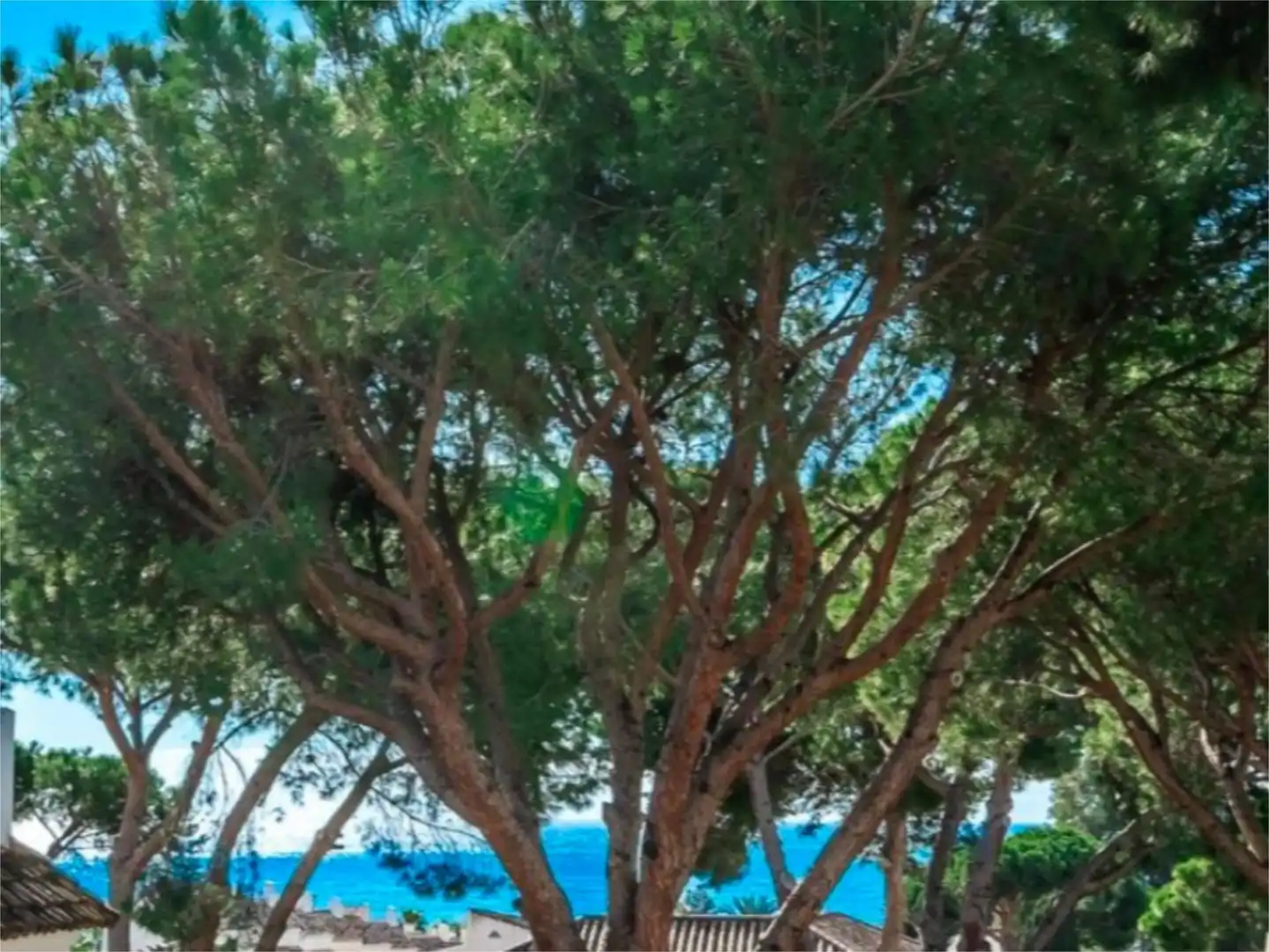 Jardí de Casa o xalet en venda en Marbella amb Aire condicionat, Terrassa i Piscina