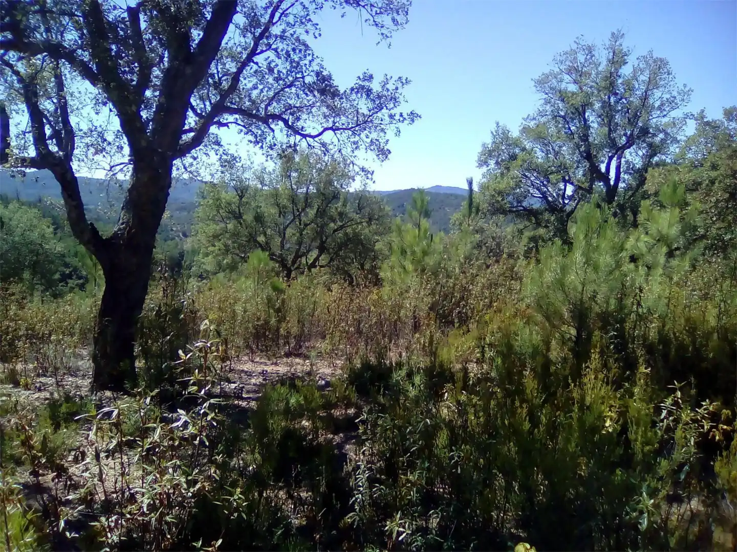 Terreno en venta en Finca el Pozuelo, 1, Valdelarco Terreno en venta en Valdelarco