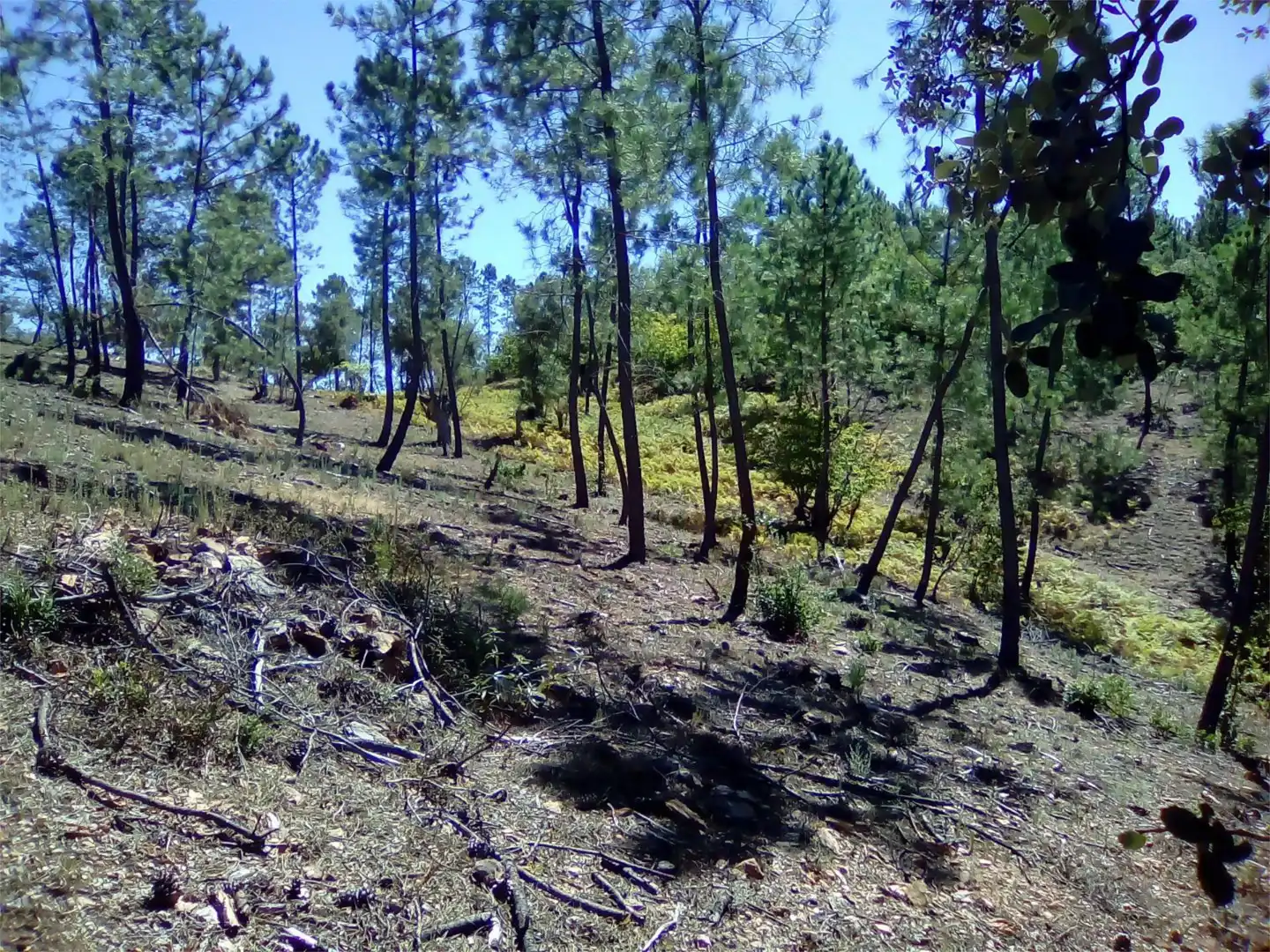 Terreno en venta en Finca el Pozuelo, 1, Valdelarco Terreno en venta en Valdelarco