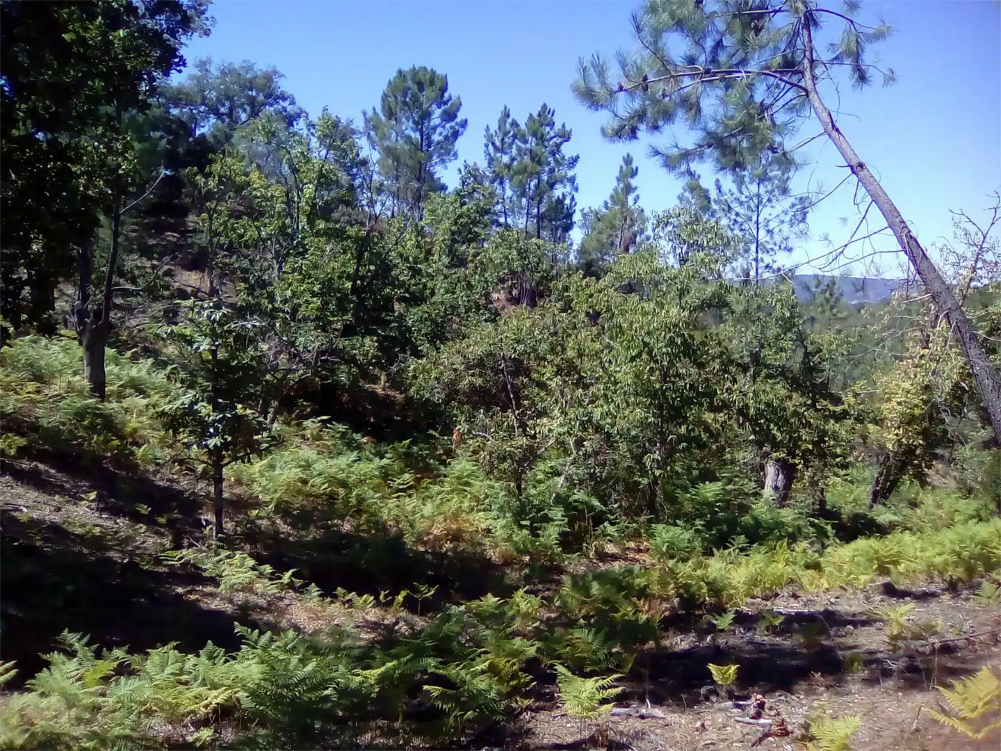 Terreno en venta en Finca el Pozuelo, 1, Valdelarco Terreno en venta en Valdelarco