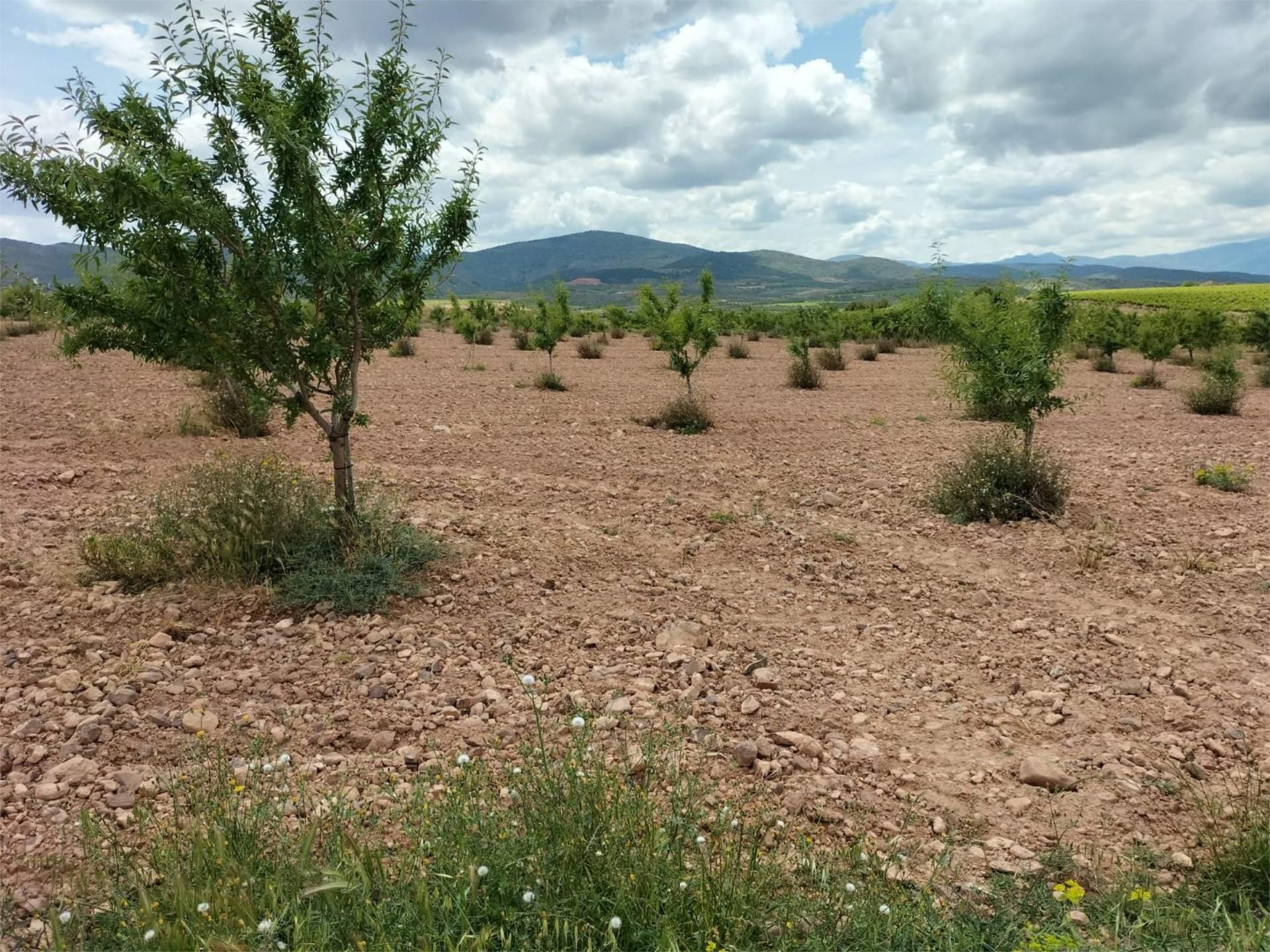 Non-constructible Land for sale in Fuendejalón