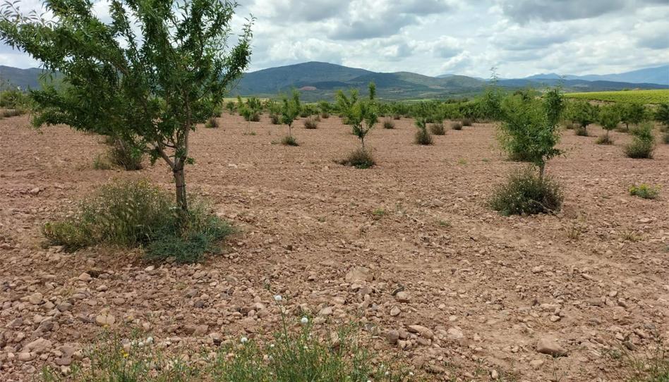 No Urbanitzable en venda a Carretera de Tabuenca, 2a, Fuendejalón, Zaragoza - imatge 1 Foto 1 de No Urbanitzable en venda a Carretera de Tabuenca, 2a, Fuendejalón, Zaragoza