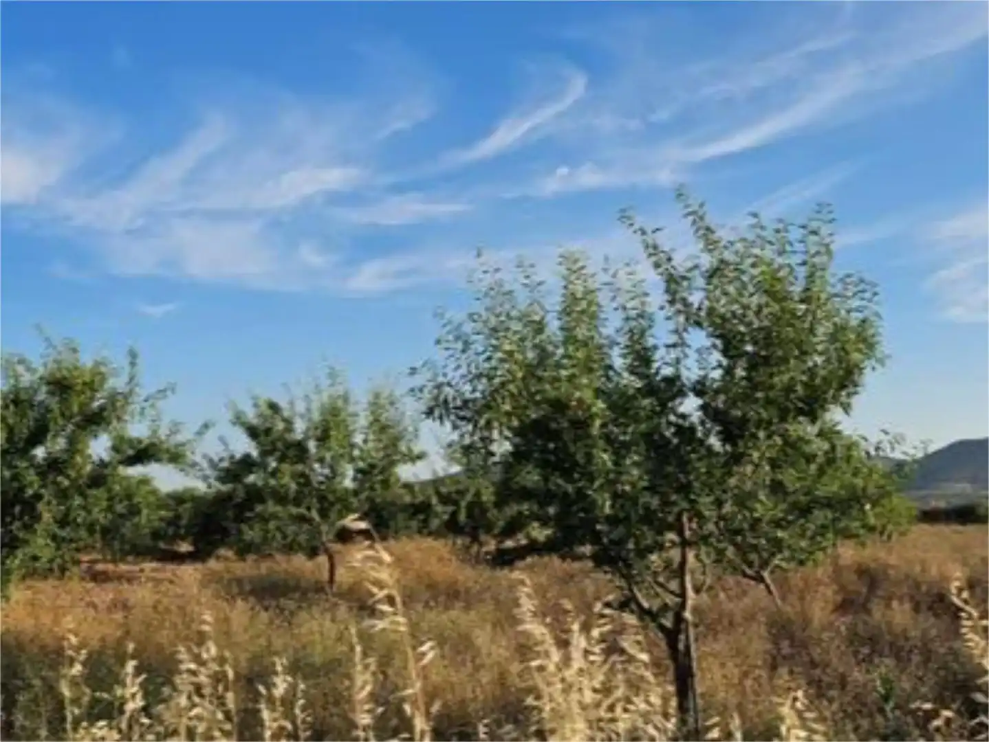 Non-constructible Land for sale in Carretera de Tabuenca, Fuendejalón Non-constructible Land for sale in Fuendejalón