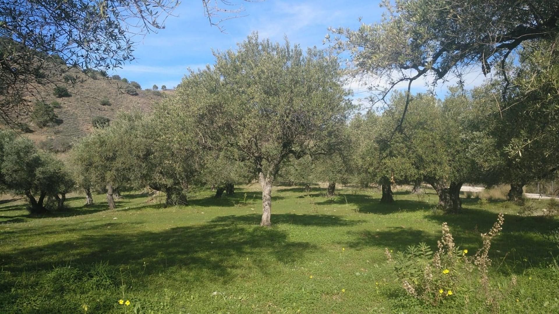 Jardí de No Urbanitzable en venda en Monda