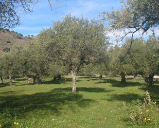 Jardí de No Urbanitzable en venda en Monda