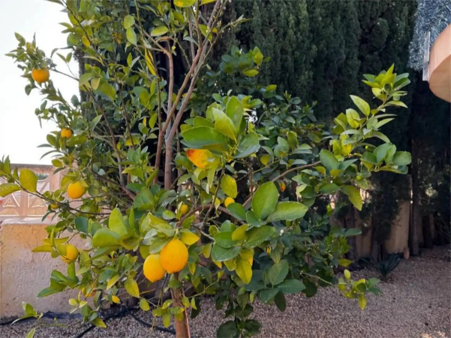 Jardí de Casa o xalet en venda en Calpe / Calp amb Aire condicionat, Terrassa i Piscina