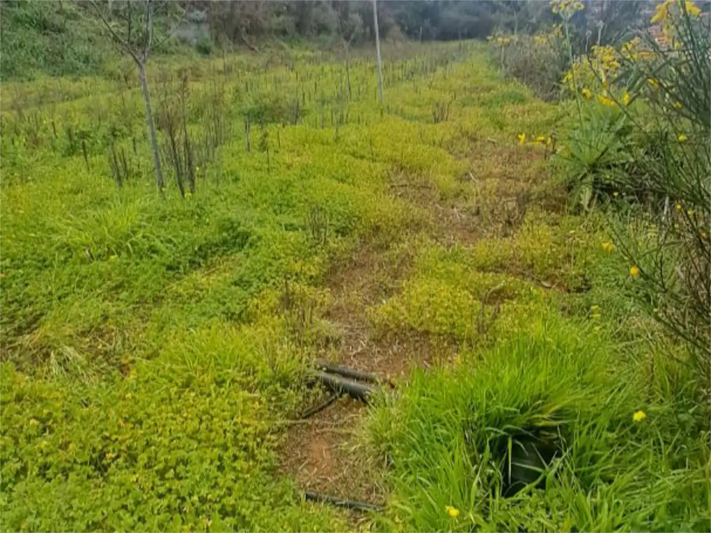 Non-constructible Land for sale in Tacoronte