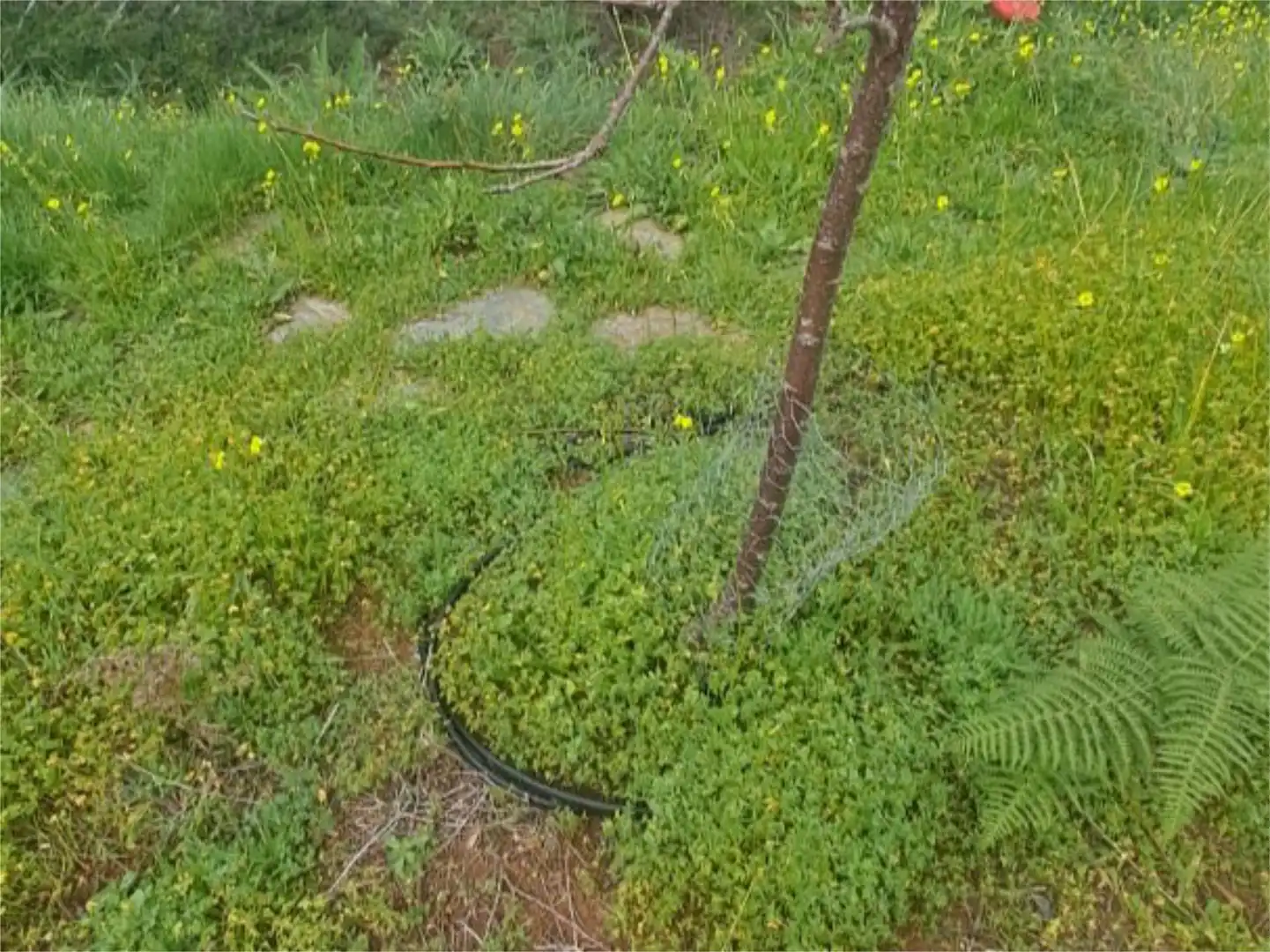 Garden of Non-constructible Land for sale in Tacoronte