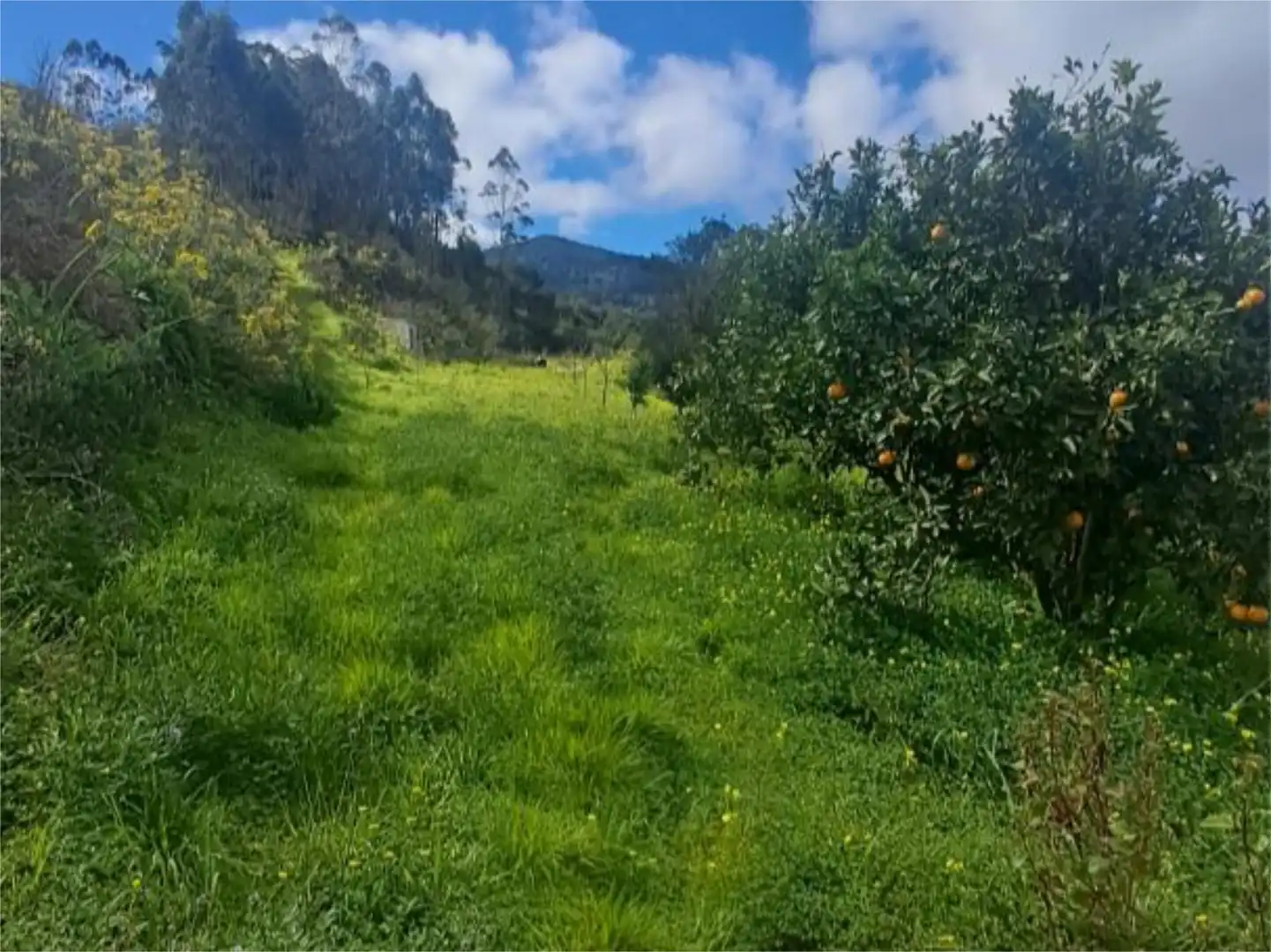 Non-constructible Land for sale in Tacoronte