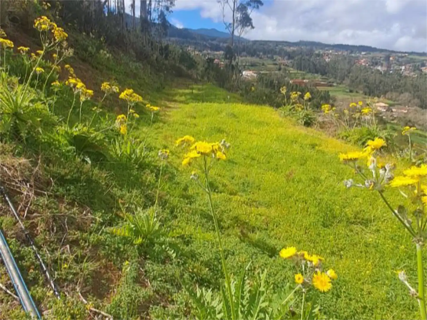 Non-constructible Land for sale in Tacoronte