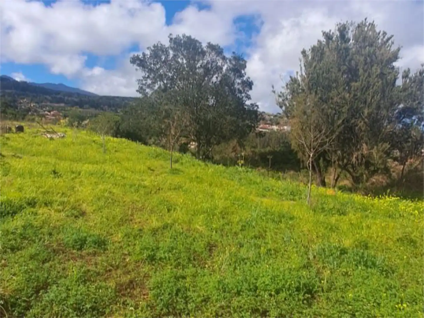 Non-constructible Land for sale in Tacoronte