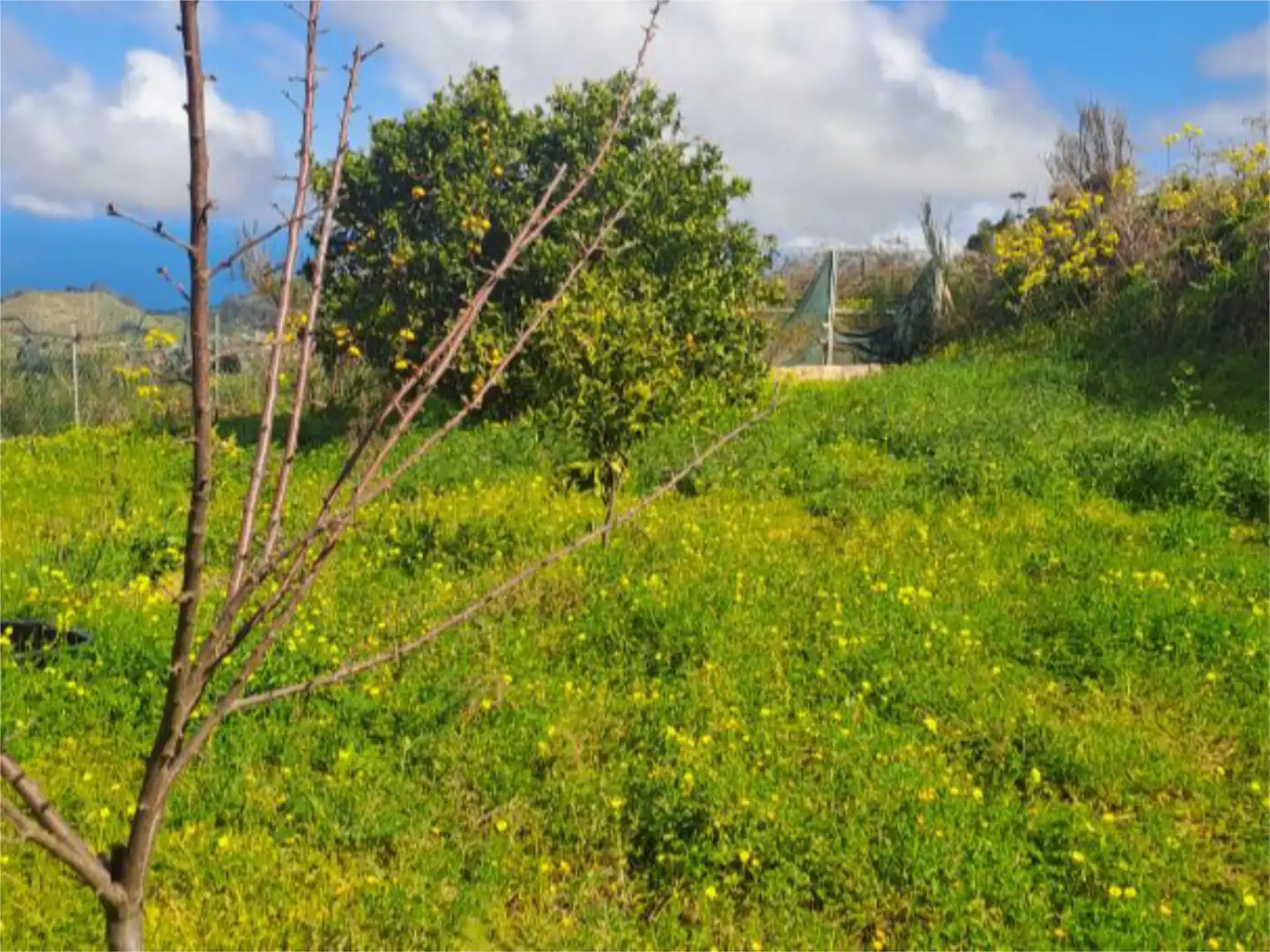 Non-constructible Land for sale in Tacoronte