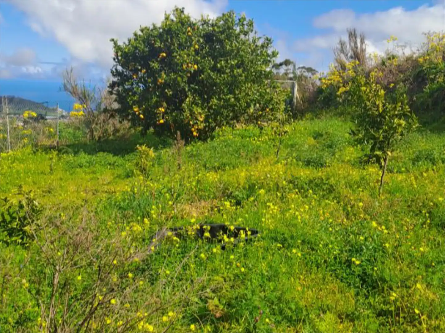 Non-constructible Land for sale in Tacoronte