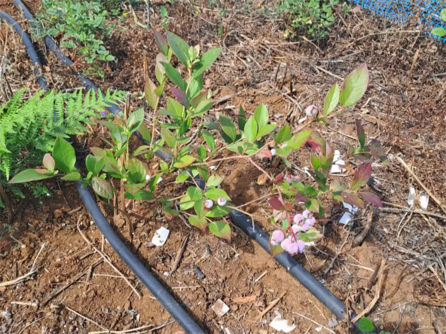 Garden of Non-constructible Land for sale in Tacoronte