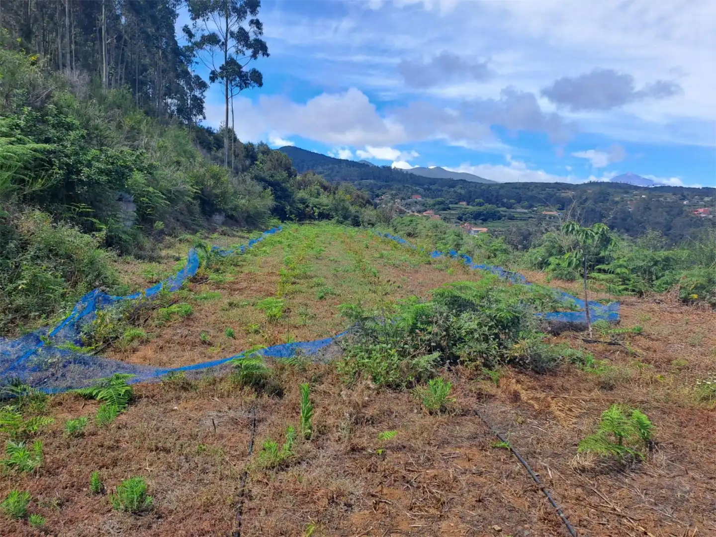 Non-constructible Land for sale in Tacoronte