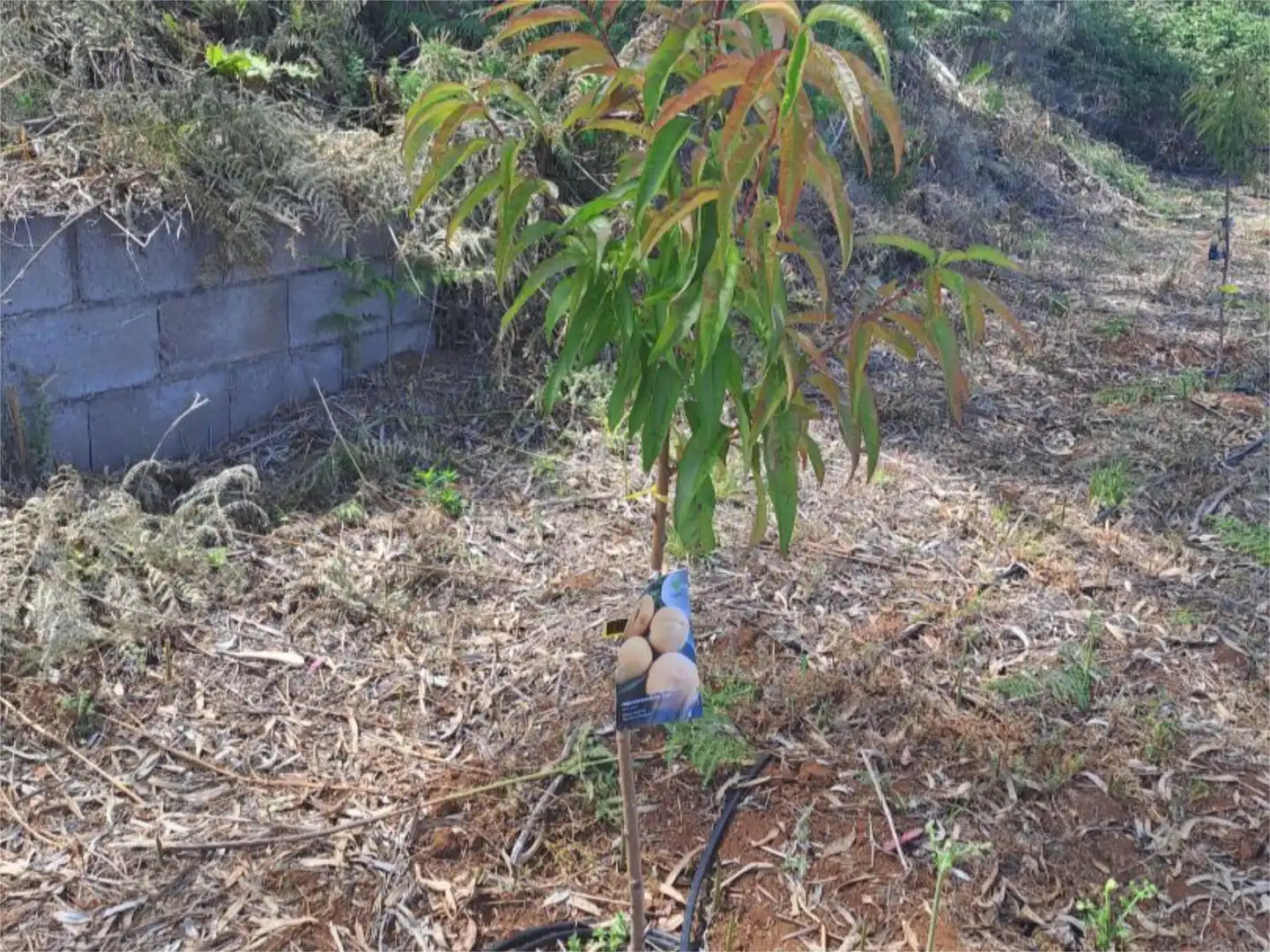 Garden of Non-constructible Land for sale in Tacoronte