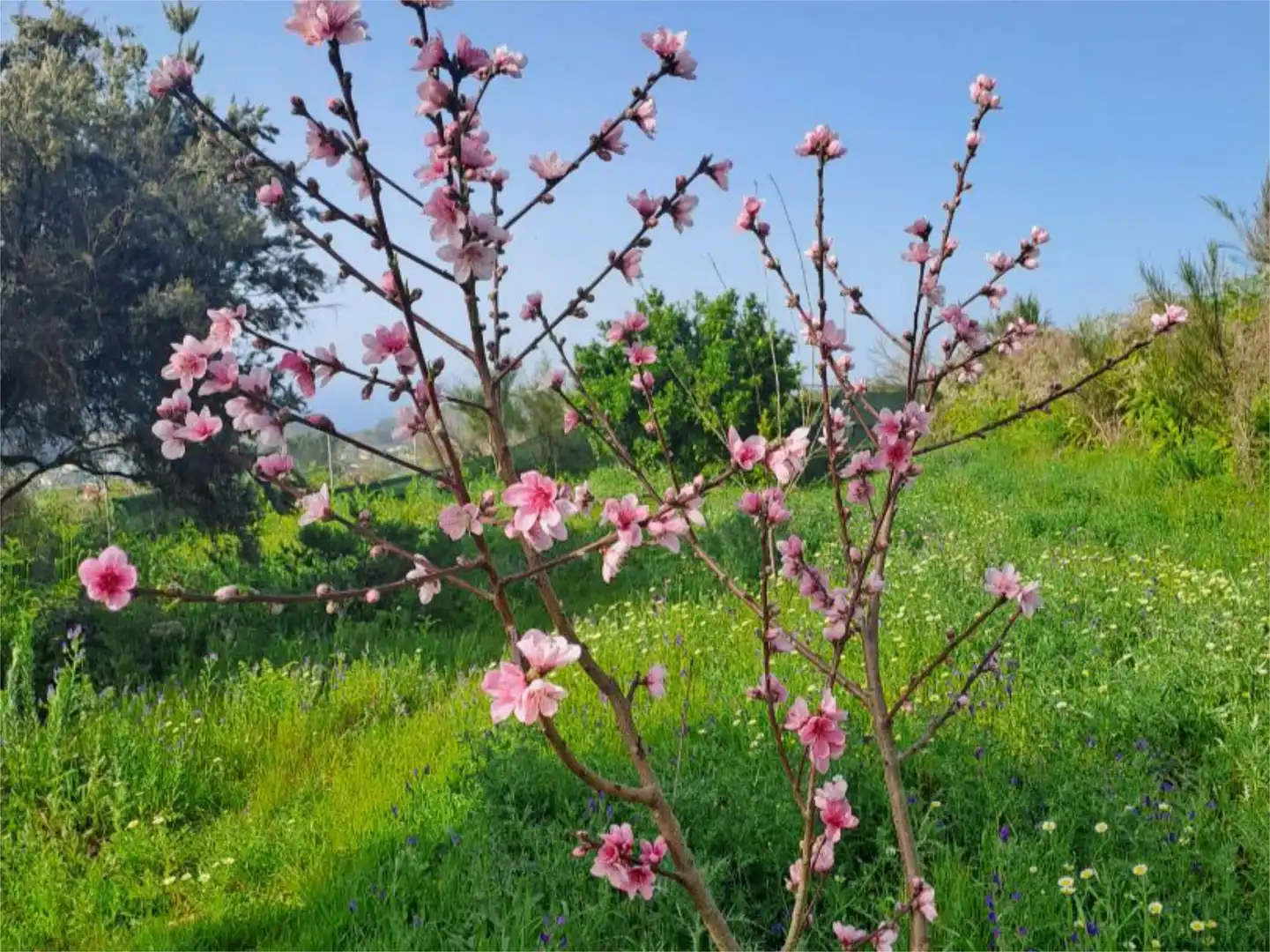Garden of Non-constructible Land for sale in Tacoronte