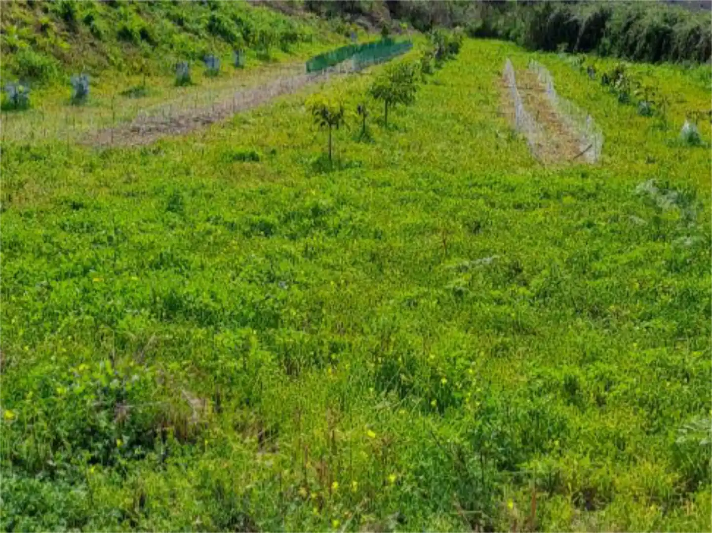 Non-constructible Land for sale in Tacoronte