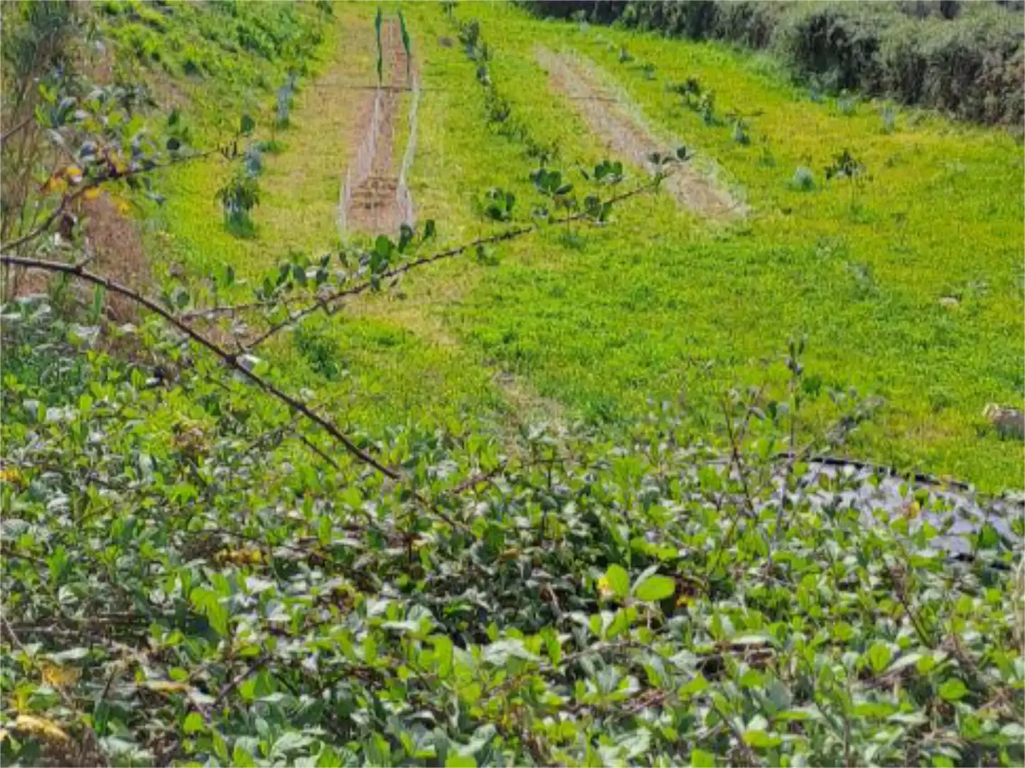Non-constructible Land for sale in Tacoronte