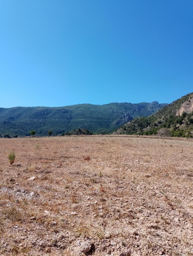 Land for sale in Ricote