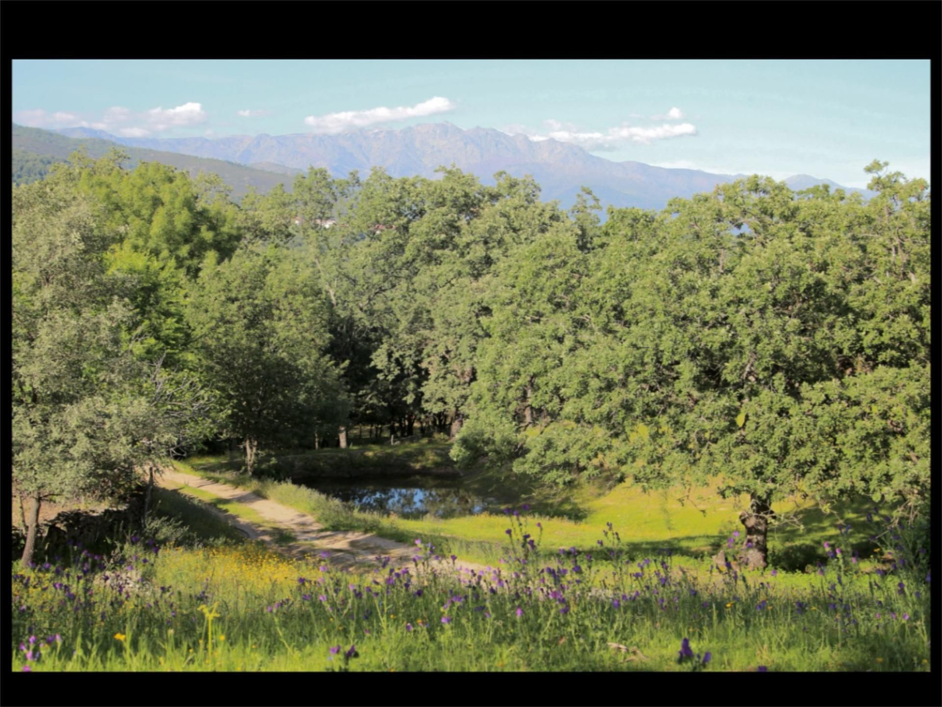 Garden of Residential for sale in Valverde de la Vera