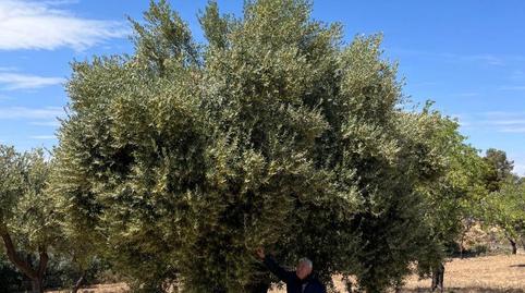 Non-constructible Land for sale in Calle San Miguel, 6, Valjunquera, Teruel - image 2 Photo 2 of Non-constructible Land for sale in Calle San Miguel, 6, Valjunquera, Teruel