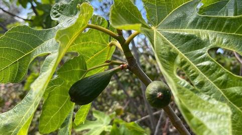 Non-constructible Land for sale in Calle San Miguel, 6, Valjunquera, Teruel - image 4 Photo 4 of Non-constructible Land for sale in Calle San Miguel, 6, Valjunquera, Teruel