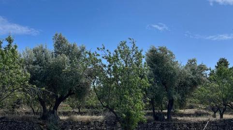 Non-constructible Land for sale in Calle San Miguel, 6, Valjunquera, Teruel - image 5 Photo 5 of Non-constructible Land for sale in Calle San Miguel, 6, Valjunquera, Teruel