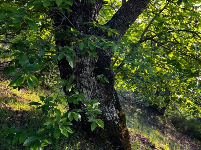 Terreno en Venta en Calle del Calvario, 45 en Parauta