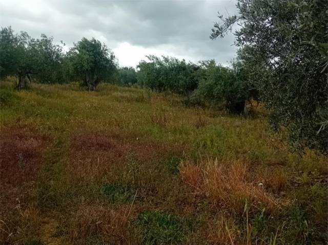 Terreno en Venta en Partida Haza Palmar, 7 en Coín