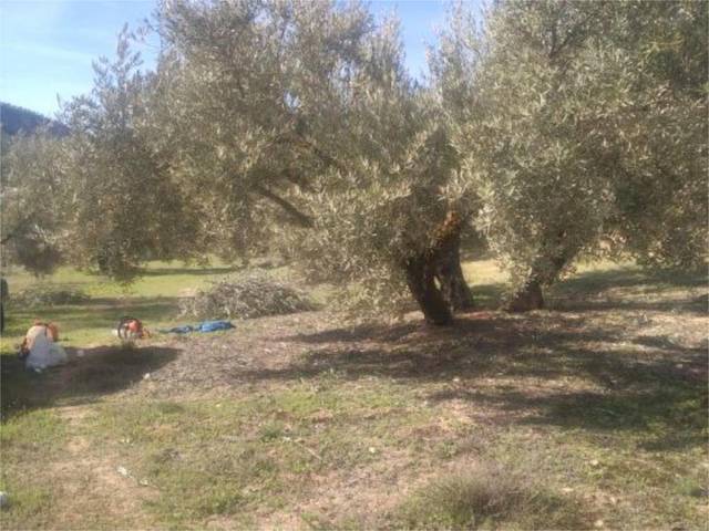 Terreno en Venta en Calle Picon, 1 en Píñar