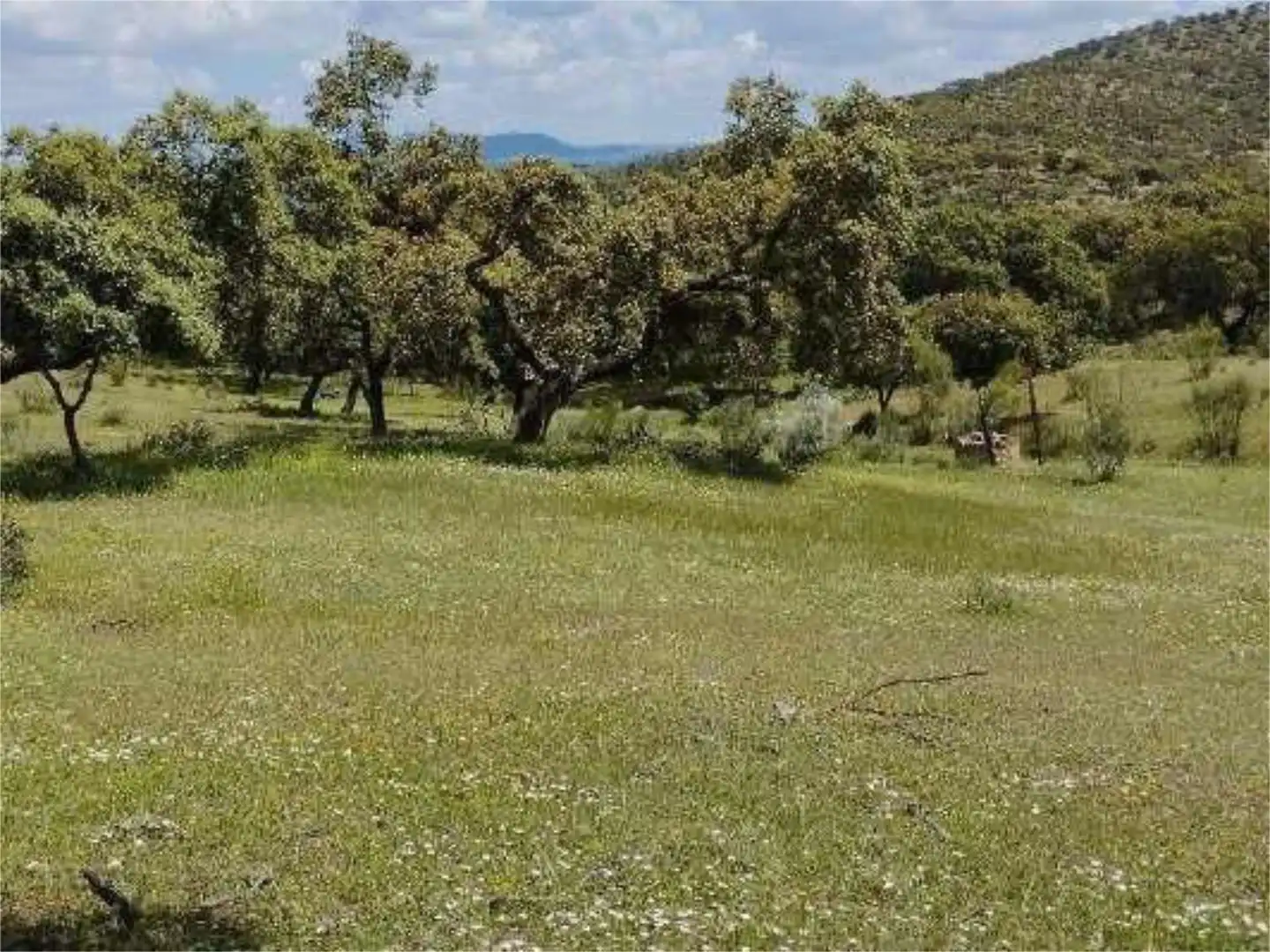 No Urbanitzable en venda en Montemolín