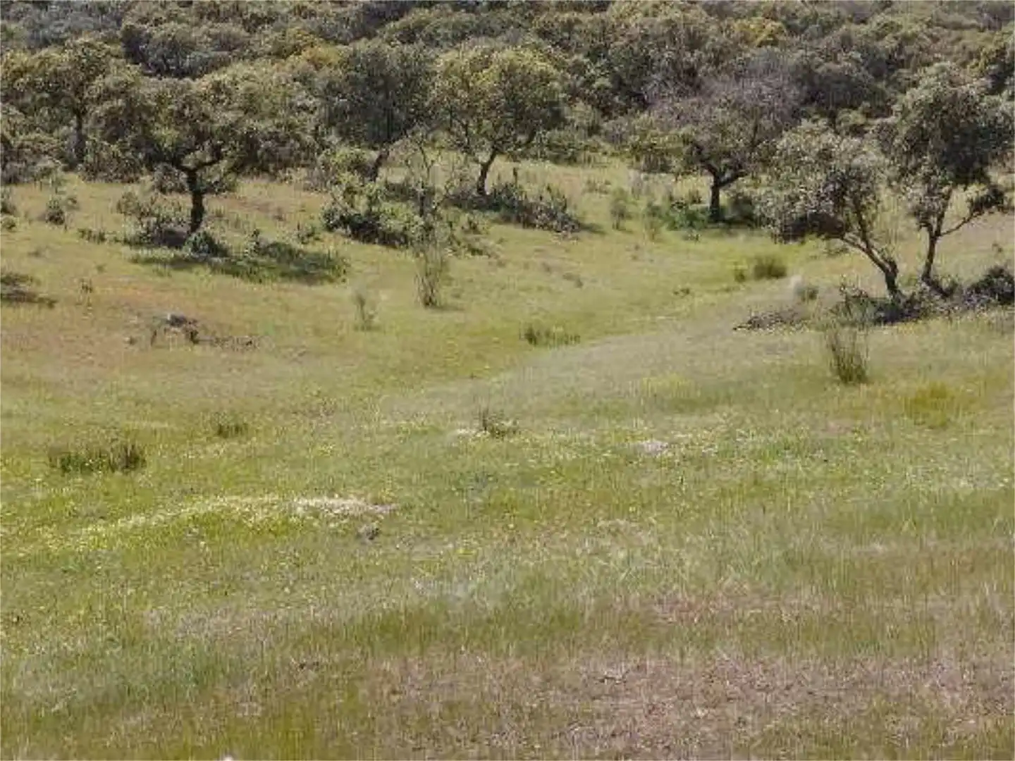 No Urbanitzable en venda en Montemolín