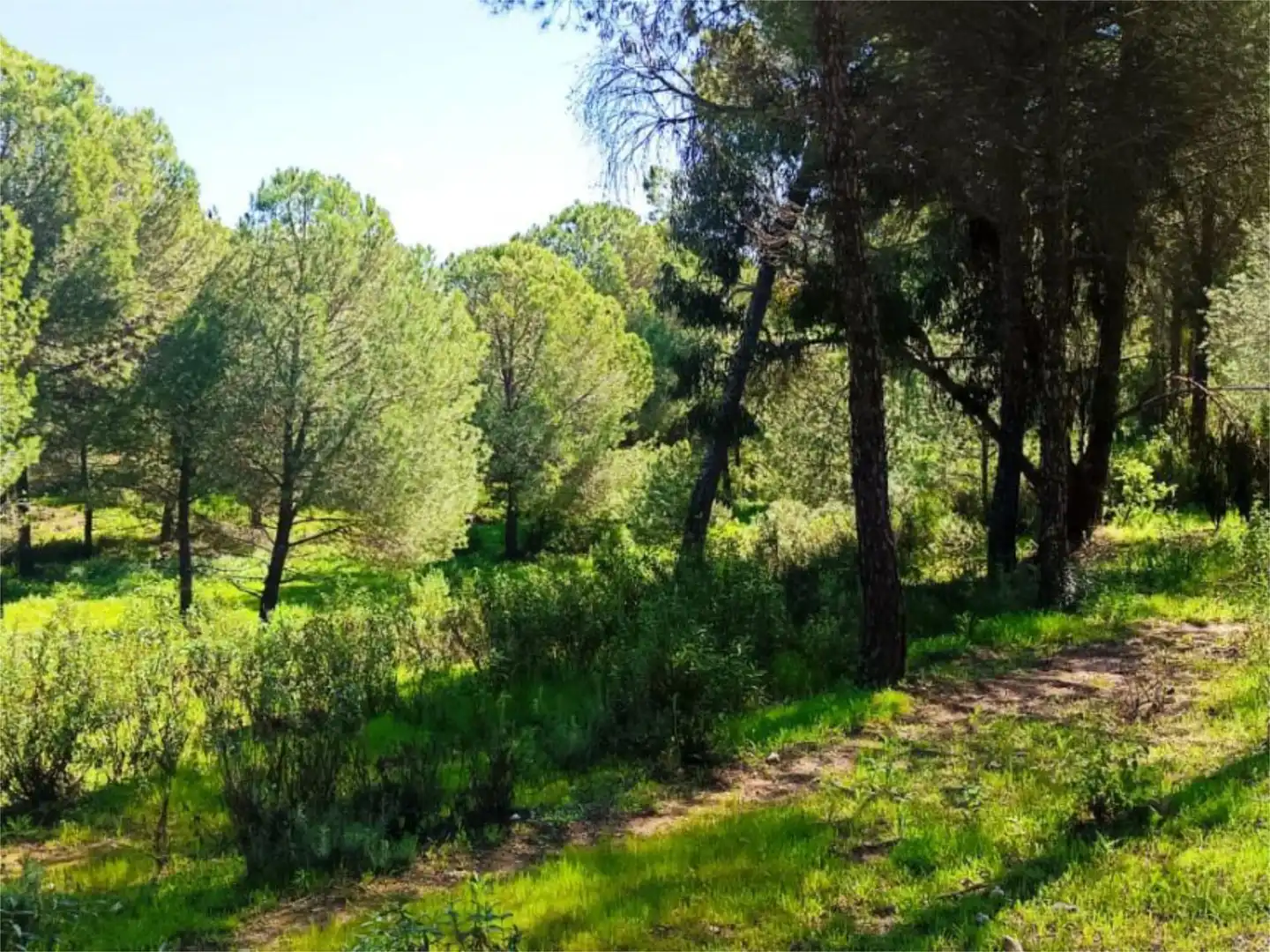 Non-constructible Land for sale in Camino el Topo, 27, Valverde del Camino Non-constructible Land for sale in Valverde del Camino