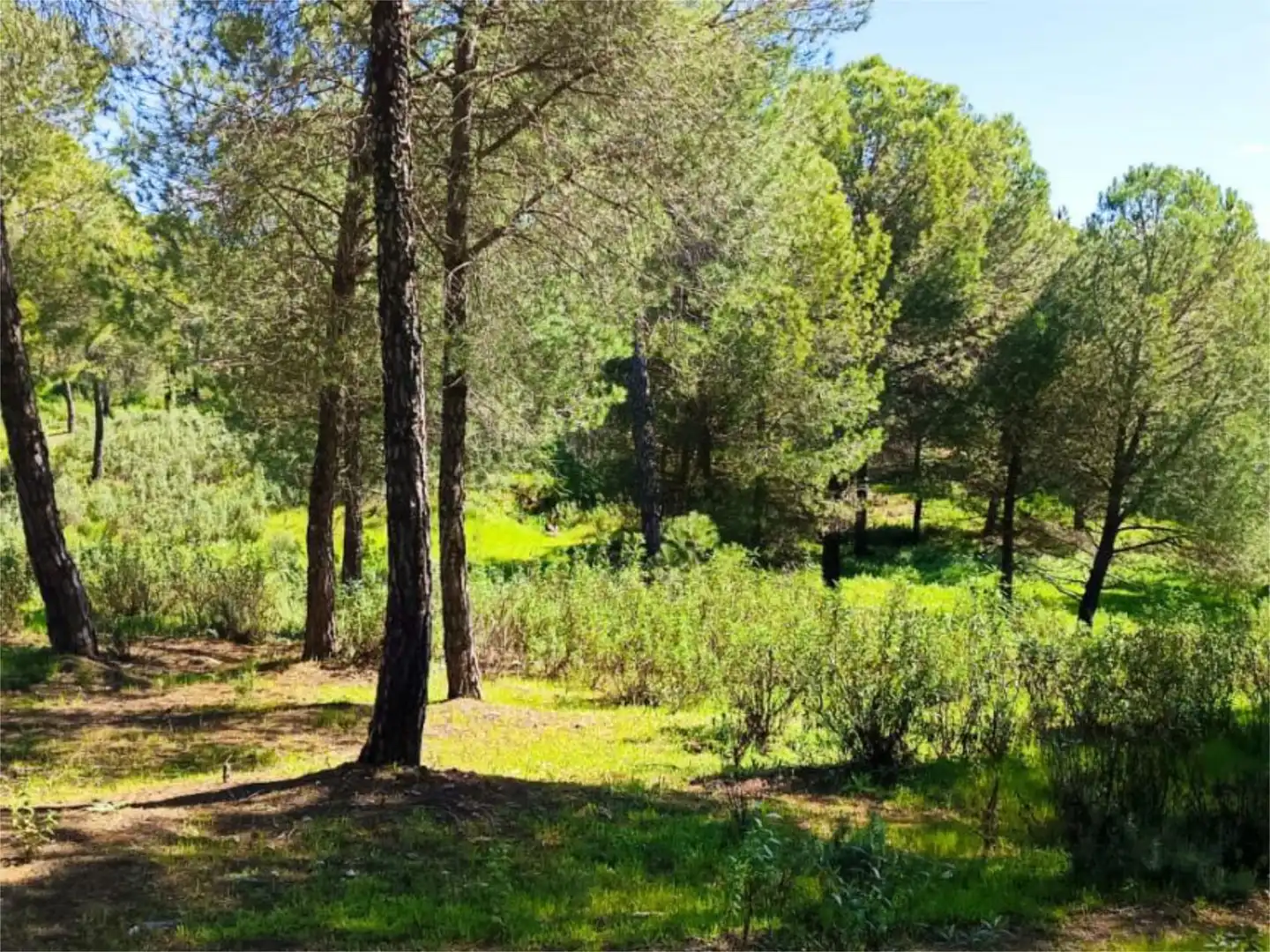 Non-constructible Land for sale in Camino el Topo, 27, Valverde del Camino Non-constructible Land for sale in Valverde del Camino
