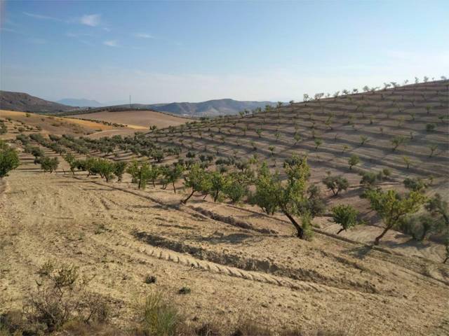 Finca rústica en Venta en Camino de La Malaha, 14 en Escúzar